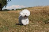 BICHON FRISE 065